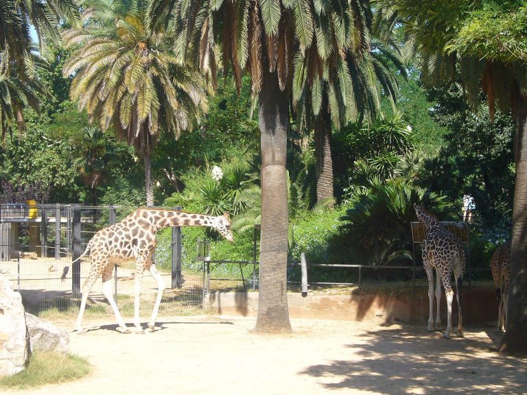 ZOOBCN Jordiferrer WIKIPEDIA 1 768x576